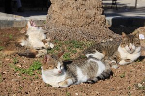 20090201_tunisiatrip_14_sousse_medi